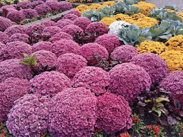 Panda land : experts en communication visuelle pour votre marque